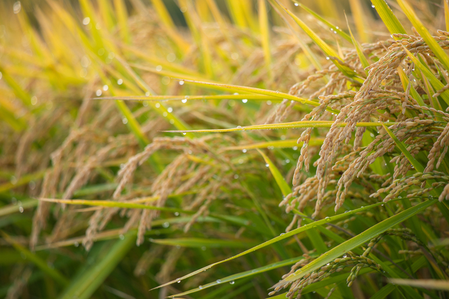 rice field