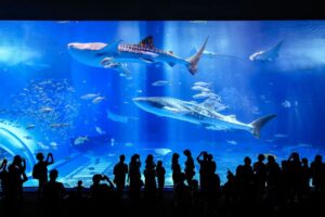 Okinawa: Bus Tour to Churaumi Aquarium with Sightseeing