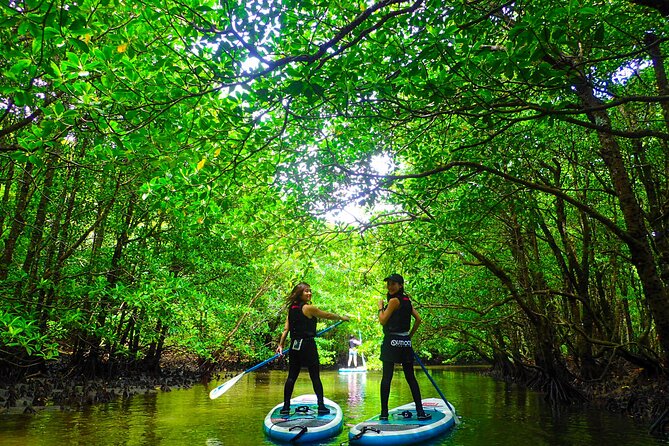 [Iriomote] SUP / Canoe Tour at Mangrove Forest + Snorkeling Tour at Coral Island