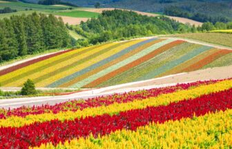 Furano and Biei One-Day Tour by Chartered Vehicle from Sapporo