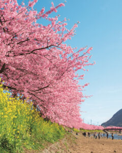 Kawazu cherry blossoms