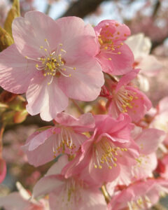 Kawazu cherry blossoms