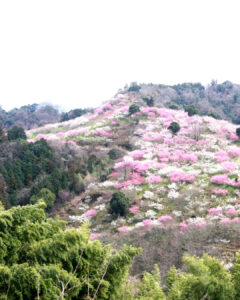 Nanaore Plum Garden, Iyo-gun, Ehime Prefecture