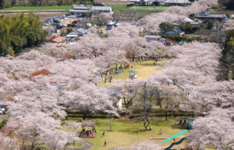 都城市母智丘公園の桜