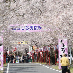 Cherry blossom in Mochioka park, Miyakanojyo City