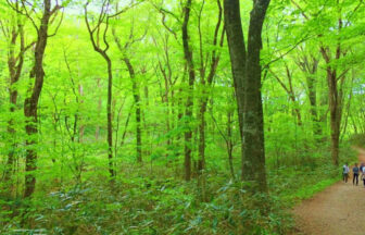 Foto gambar hutan beech Shirakami-Sanchi