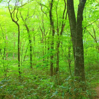 Slikovna fotografija bukovega gozda Shirakami-Sanchi