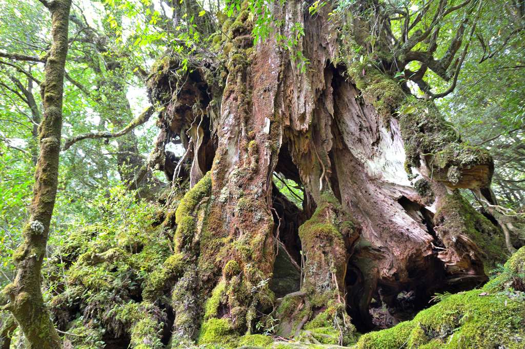 Old Japanese cedar in Yakushima, Kagoshima, Japan