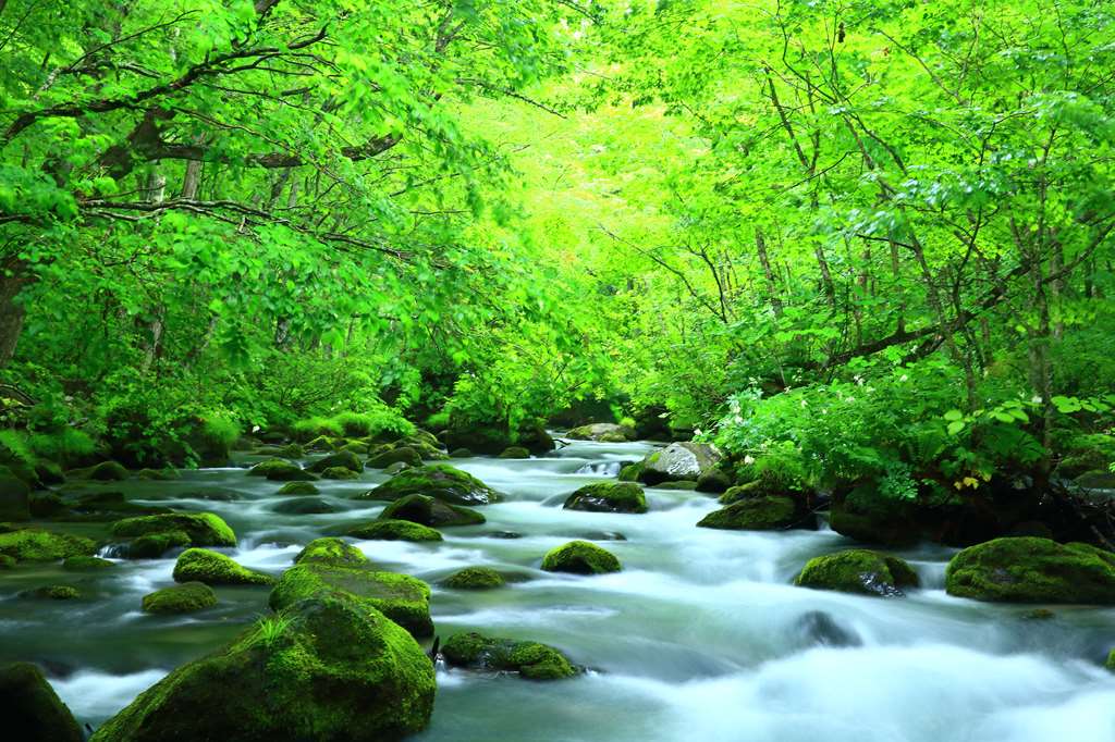 Fresh greenery in Oirase Gorge, Japan